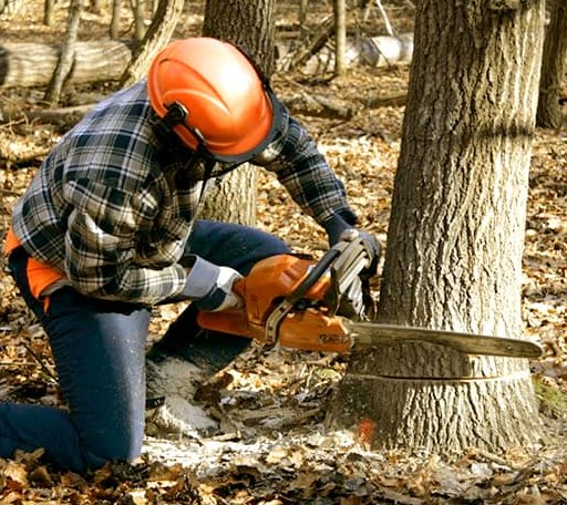 Tree Removal in West Davenport, NY